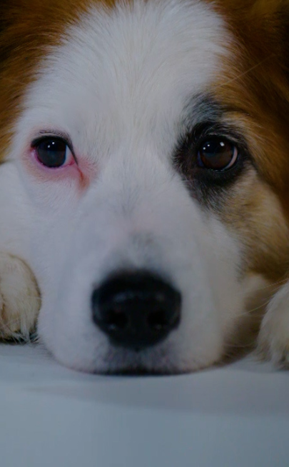 Zbliżenie na pysk psa rasy Border Collie, z białym czepcem i brązowymi łatami wok&oacute;ł oczu. Pies patrzy w obiektyw, leżąc opierając głowę na łapach.